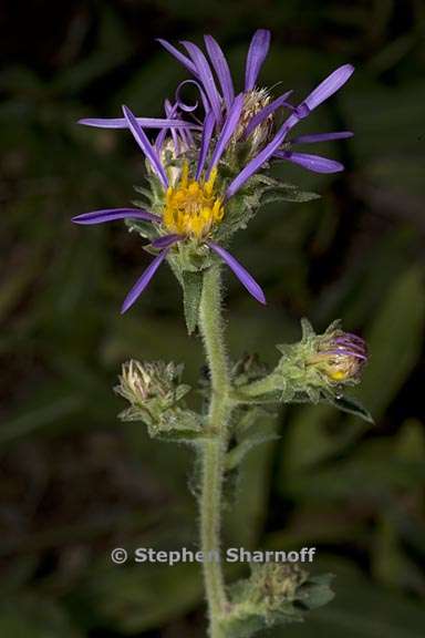 eurybia integrifolia 5 graphic